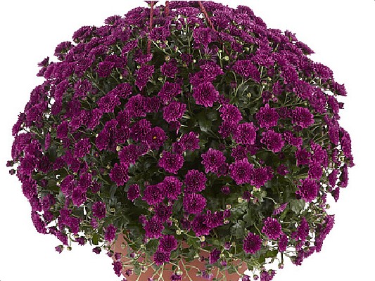 Хризантемы Skyfall® Purple черенок 25 грн ожидается
